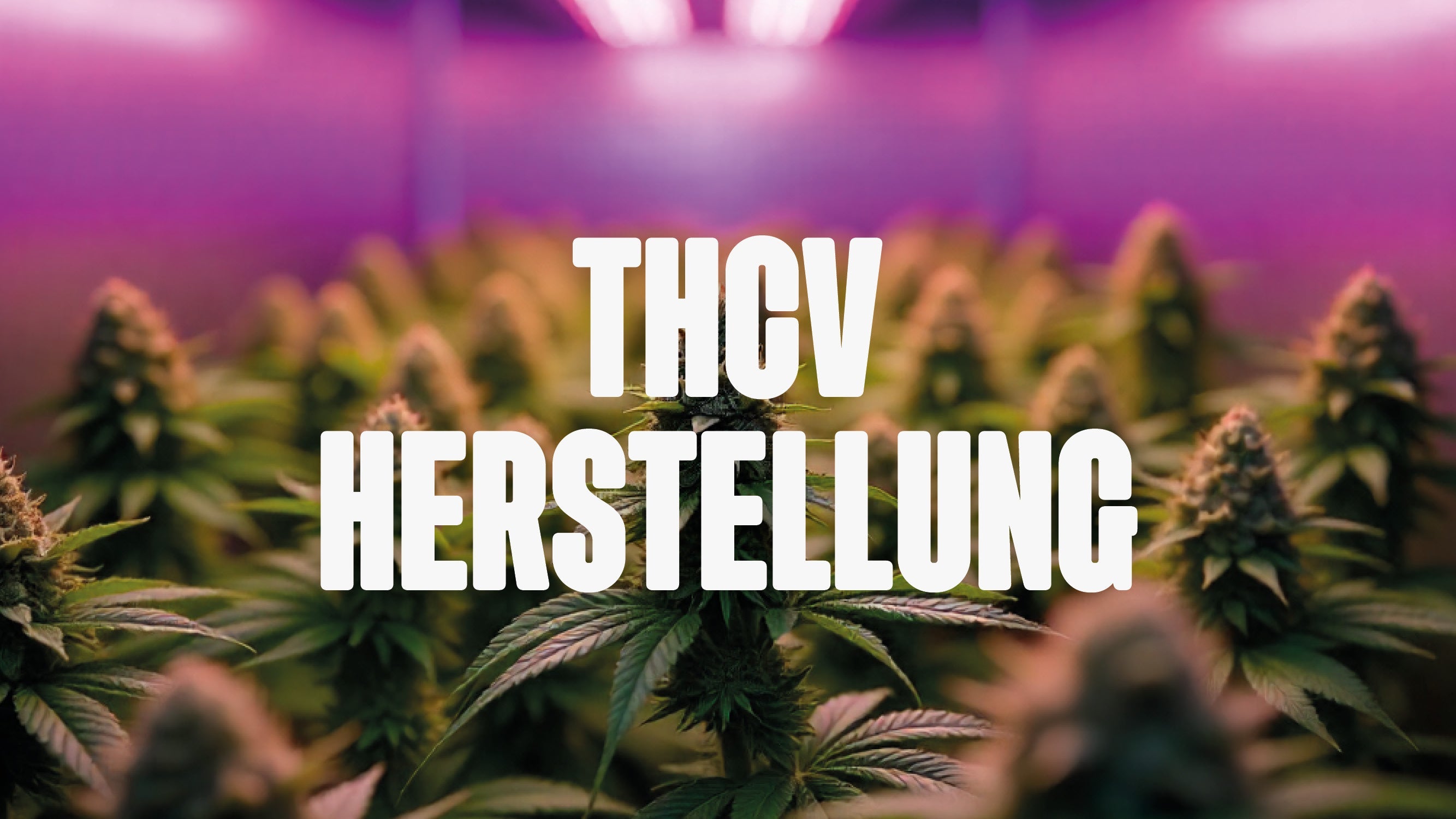 Cannabis indoor plantage