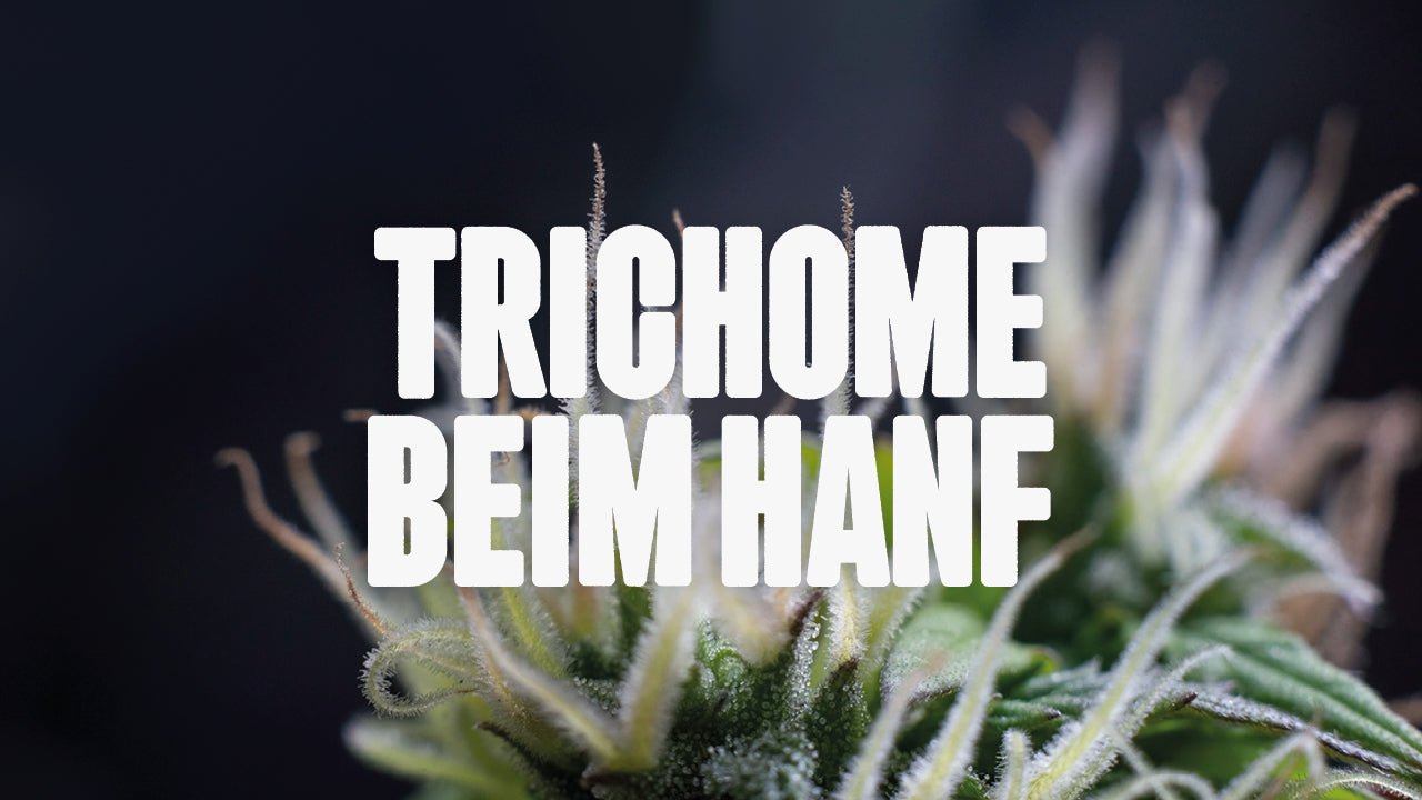Trichome beim Hanf: Kleine Kristalle mit großer Wirkung - Happy420.de
