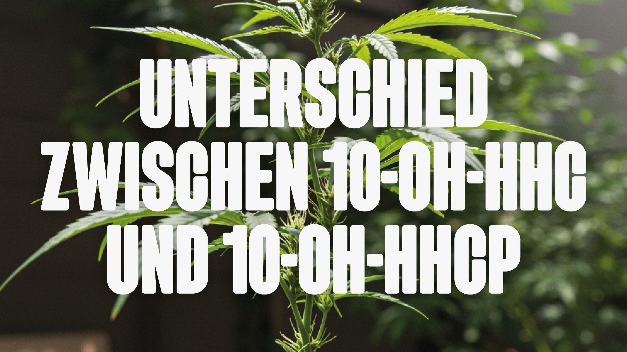 10-OH-HHCP und 10-OH-HHC