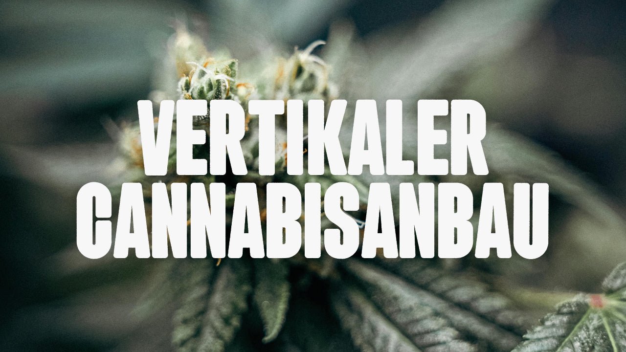 Vertikaler Cannabisanbau: Mehr Ertrag auf weniger Fläche - Happy420.de