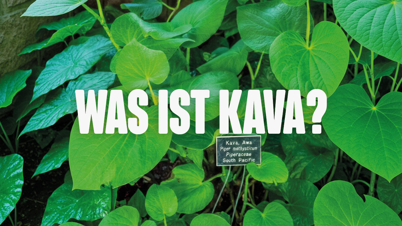 Kava Plant