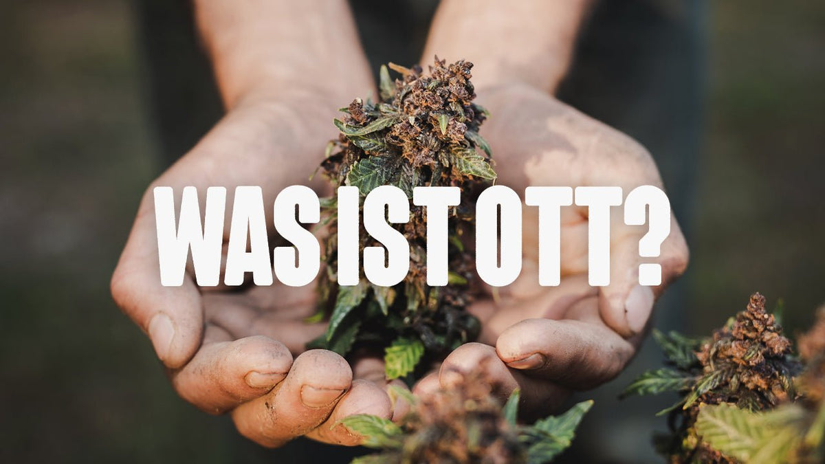 Was ist Ott? Die Herkunft und Bedeutung im Cannabis-Kontext - Happy420.de