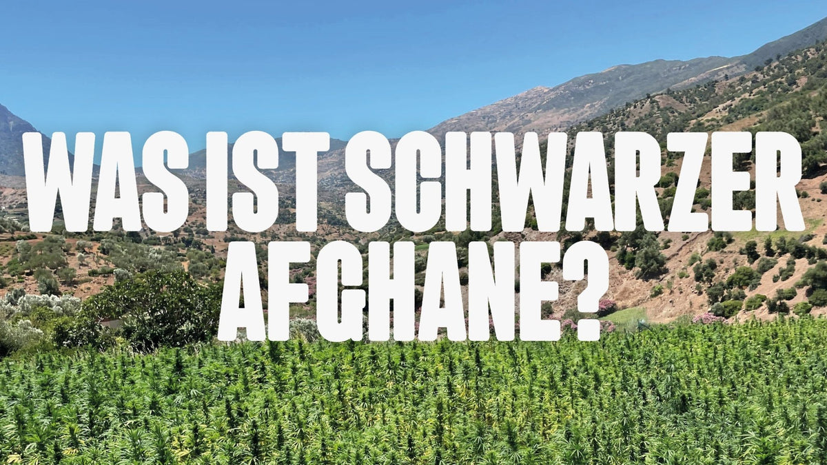 Was ist Schwarzer Afghane? - Happy420.de