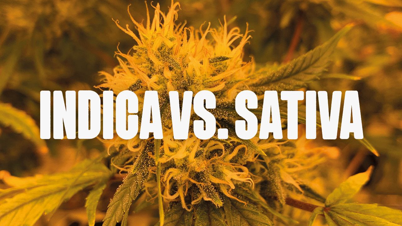 Indica vs. Sativa