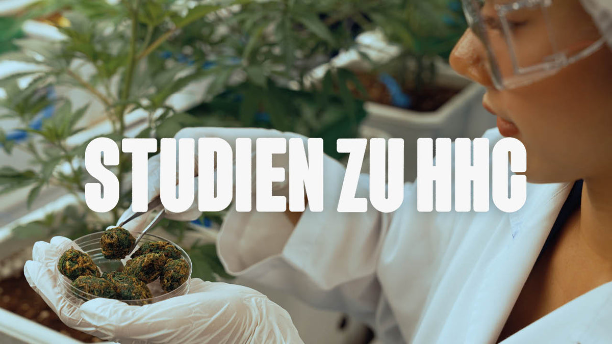 Wichtige Studien zum Thema HHC - alles was du wissen musst - Happy420.de
