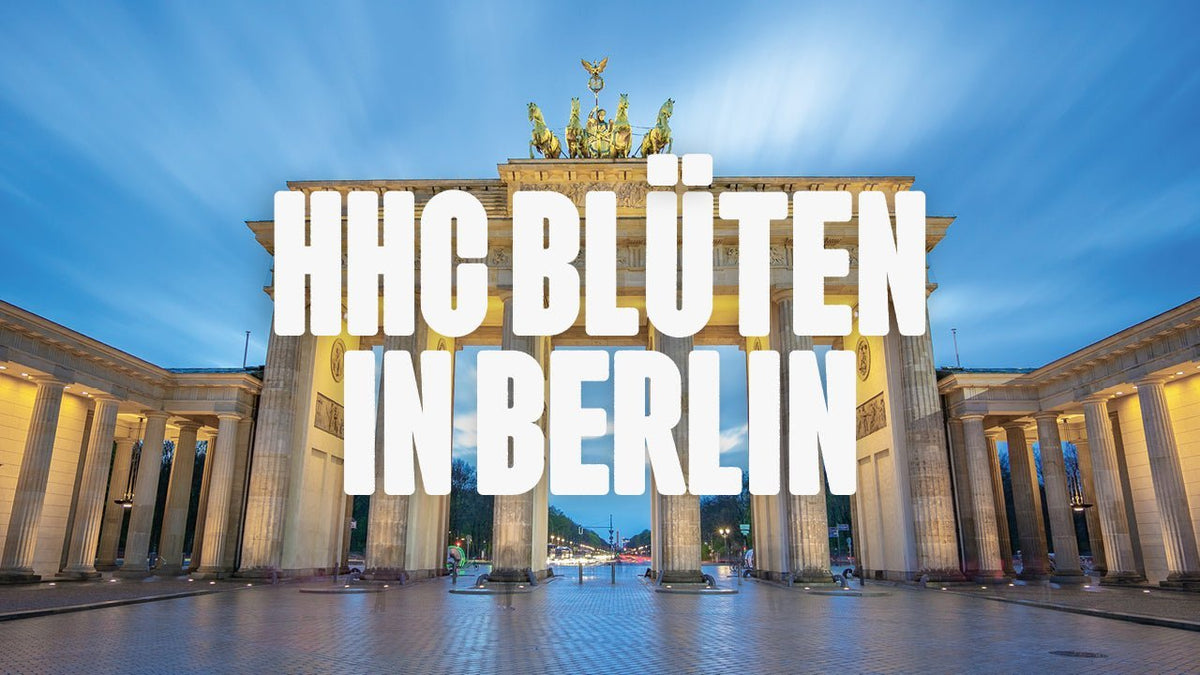 Wo kann ich HHC Blüten kaufen in Berlin? - Happy420.de