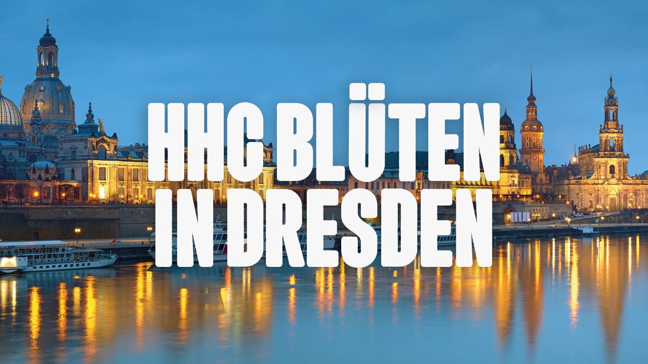 Wo kann ich HHC Blüten kaufen in Dresden? - Happy420.de