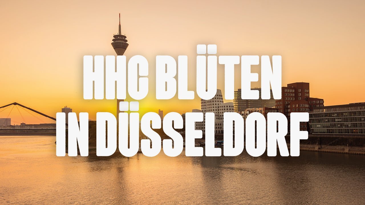 Wo kann ich HHC Blüten kaufen in Düsseldorf? - Happy420.de