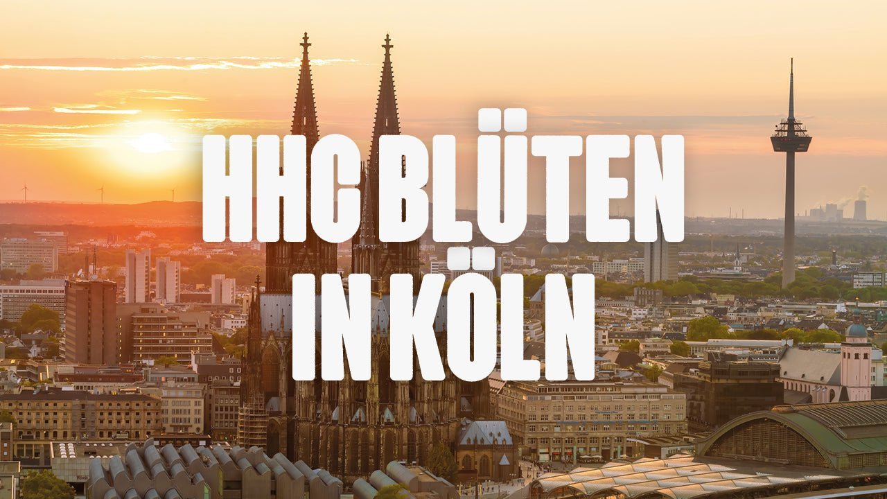 Wo kann ich HHC Blüten kaufen in Köln? - Happy420.de