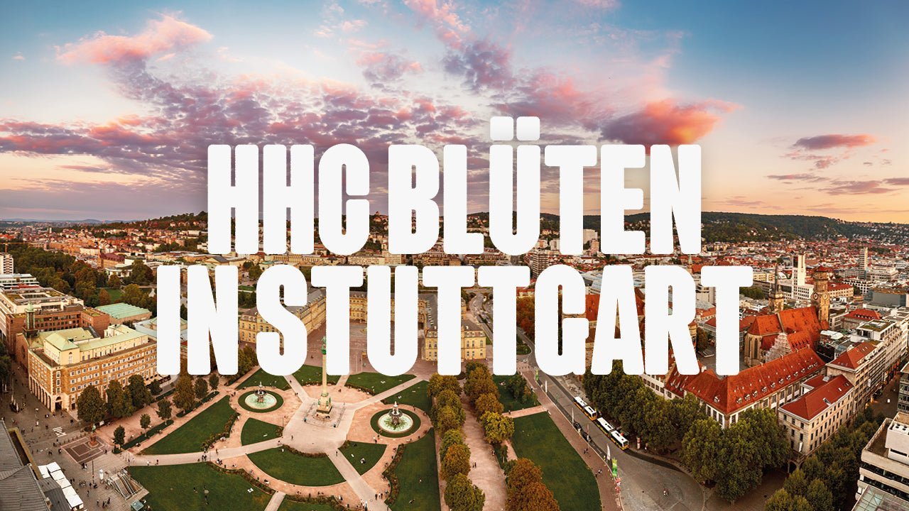 Wo kann ich HHC Blüten kaufen in Stuttgart? - Happy420.de
