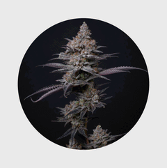 NEU!! Cali Genetics Blueberry Bubba 21% THC 🌱 fast flowering
