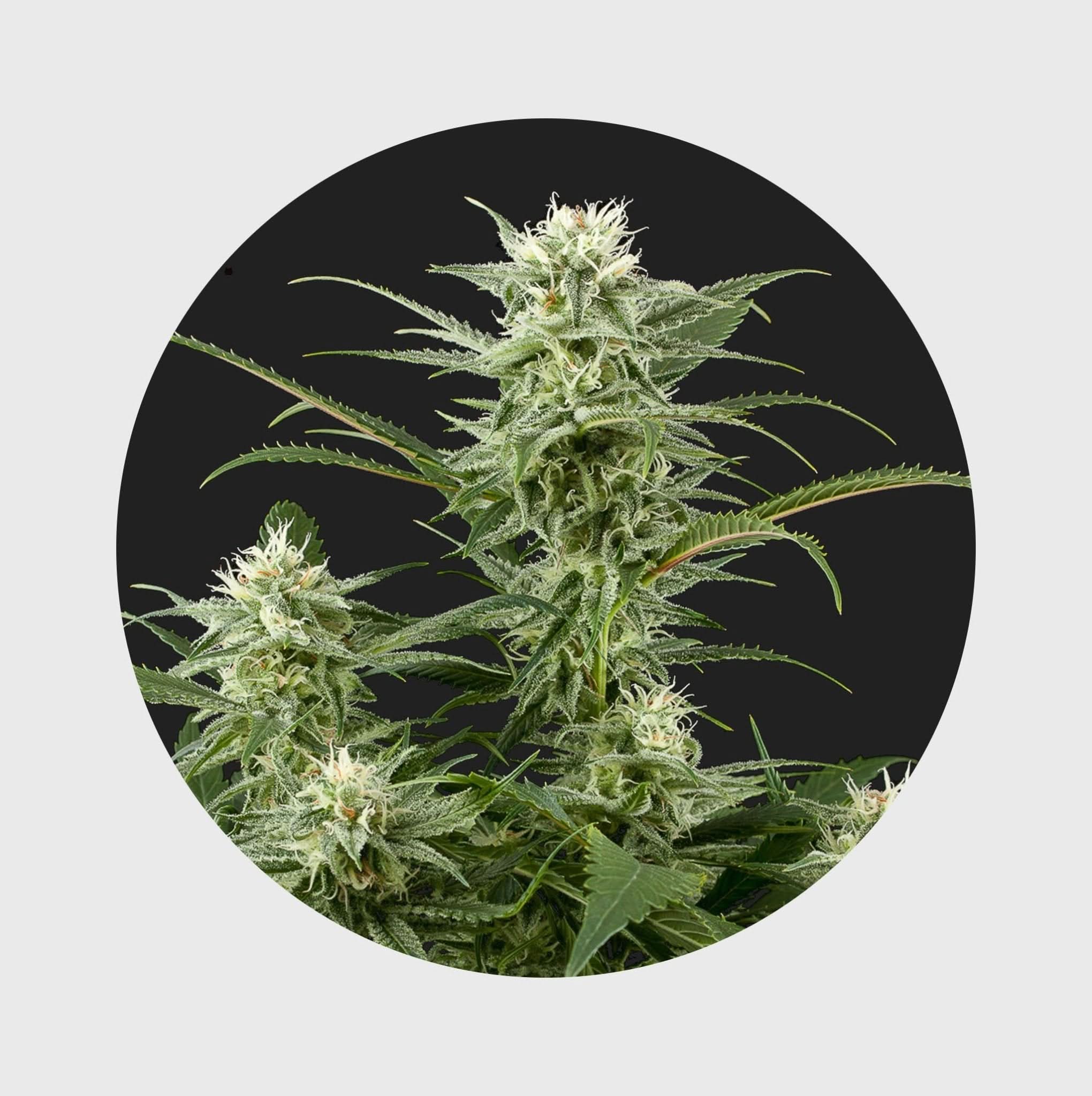 Amsterdams Finest Amnesia Haze 22% THC 🌱 full season - Happy420.de