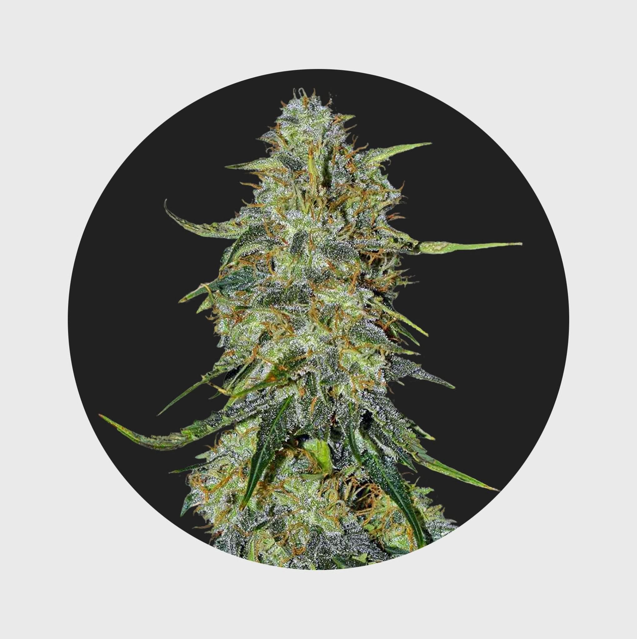 Amsterdams Finest Northern Lights 22% THC 🌱 auto flowering - Happy420.de