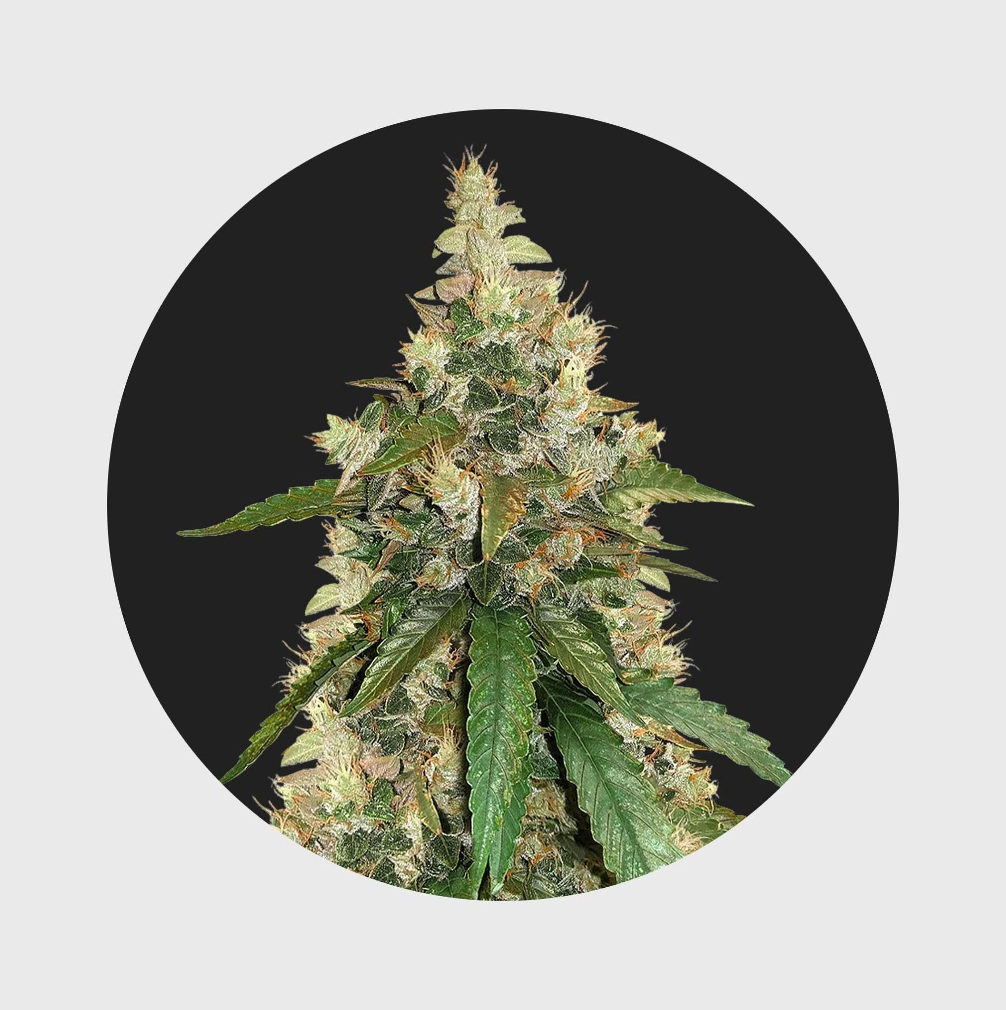 Amsterdams Finest Super Skunk 22% THC 🌱 auto flowering - Happy420.de