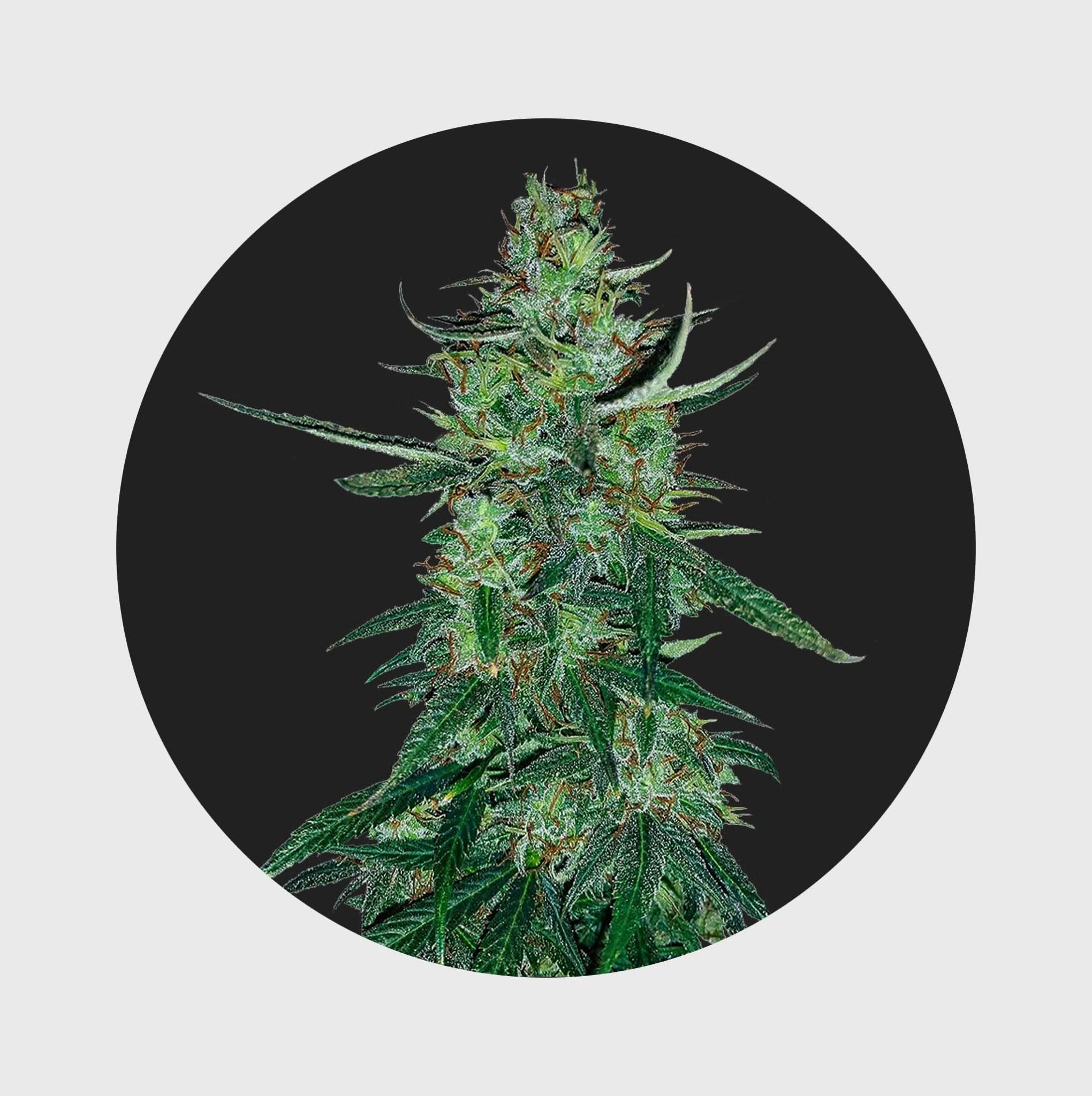 Amsterdams Finest White Widow 22,5% THC 🌱 auto flowering - Happy420.de