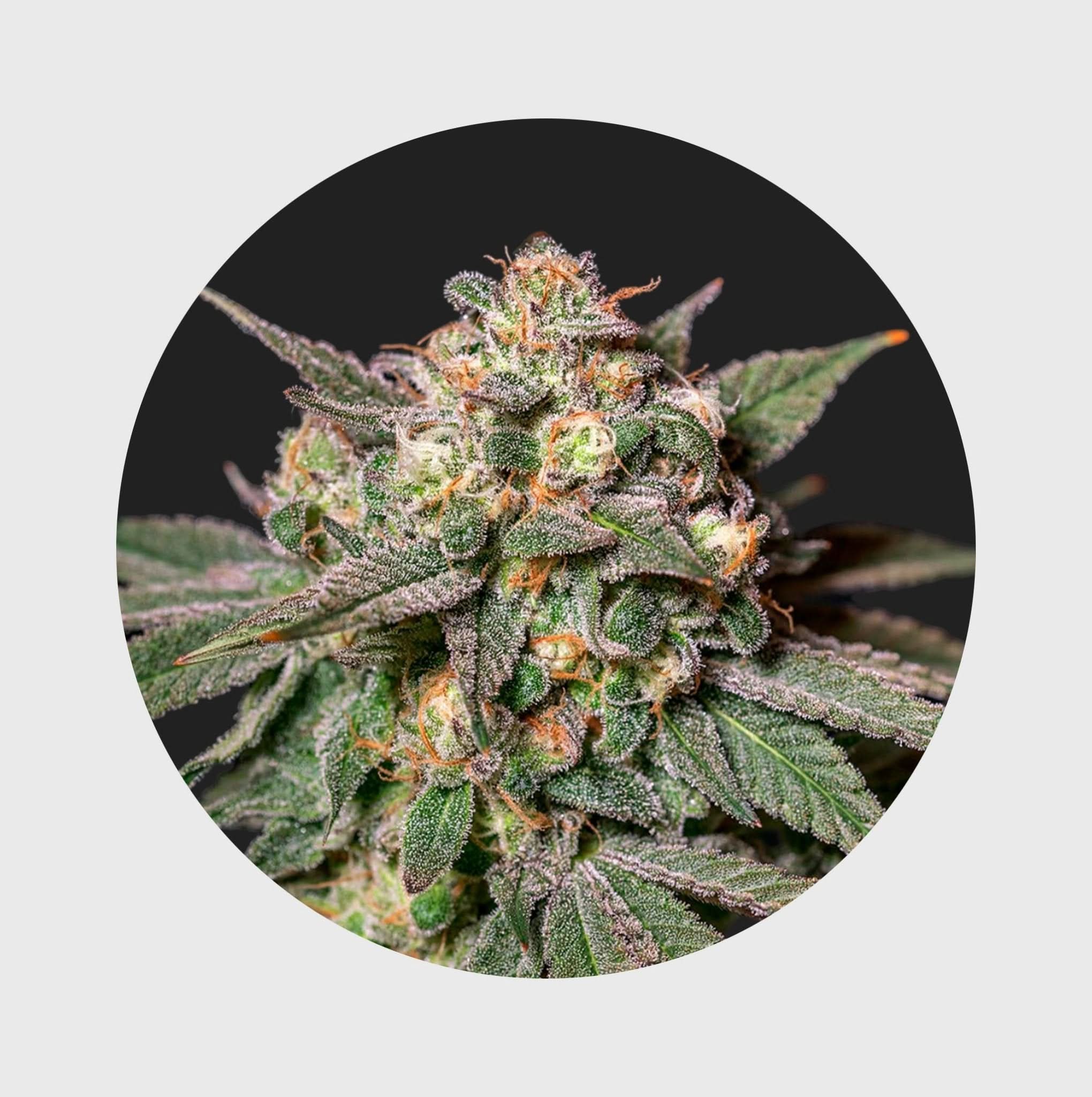 Cali Genetics Chocolate Mint OG 21,3% THC 🌱 auto flowering - Happy420.de