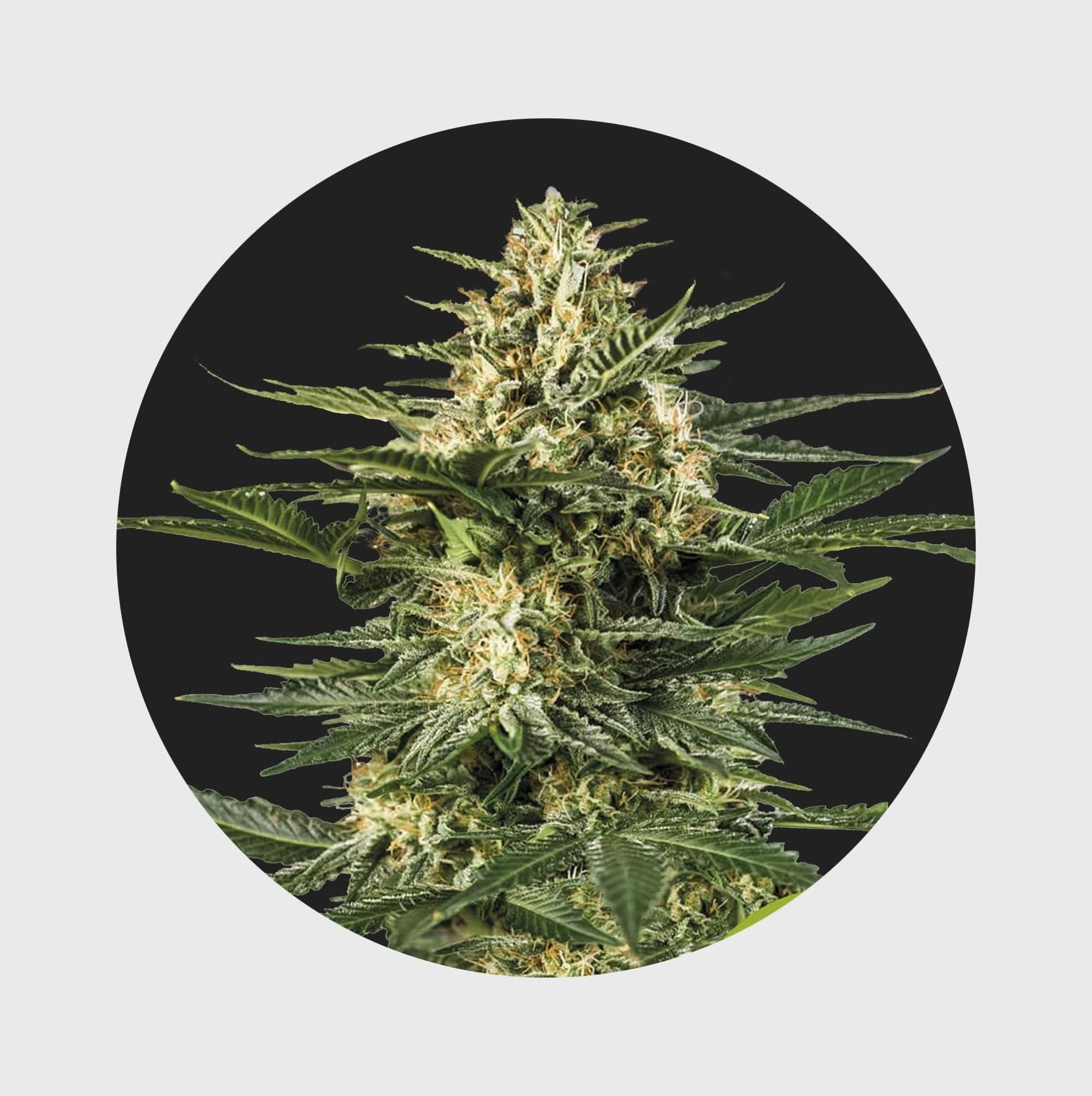 Cali Genetics Gelato 41 25% THC 🌱 full season - Happy420.de