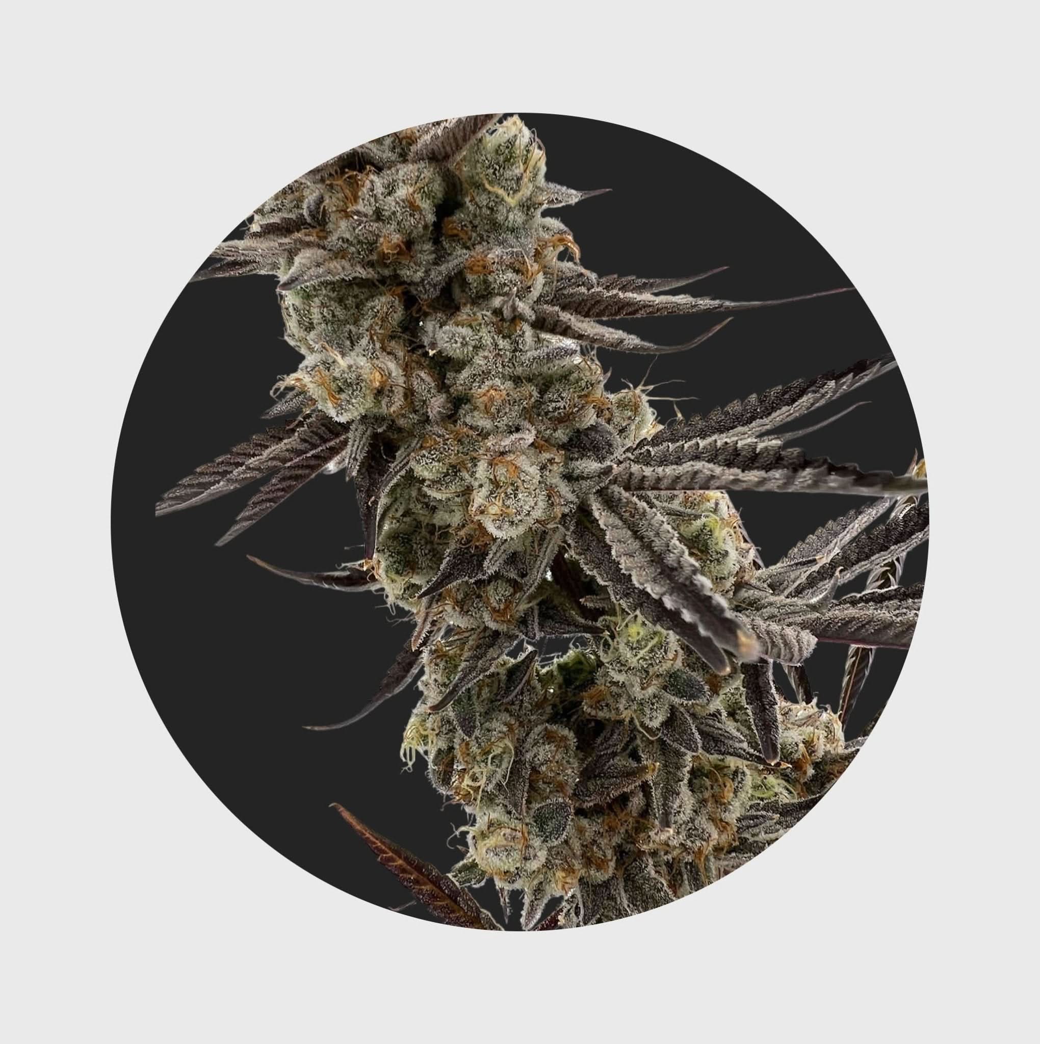 Cali Genetics GMO Rootbeer 33% THC 🌱 fast flowering - Happy420.de