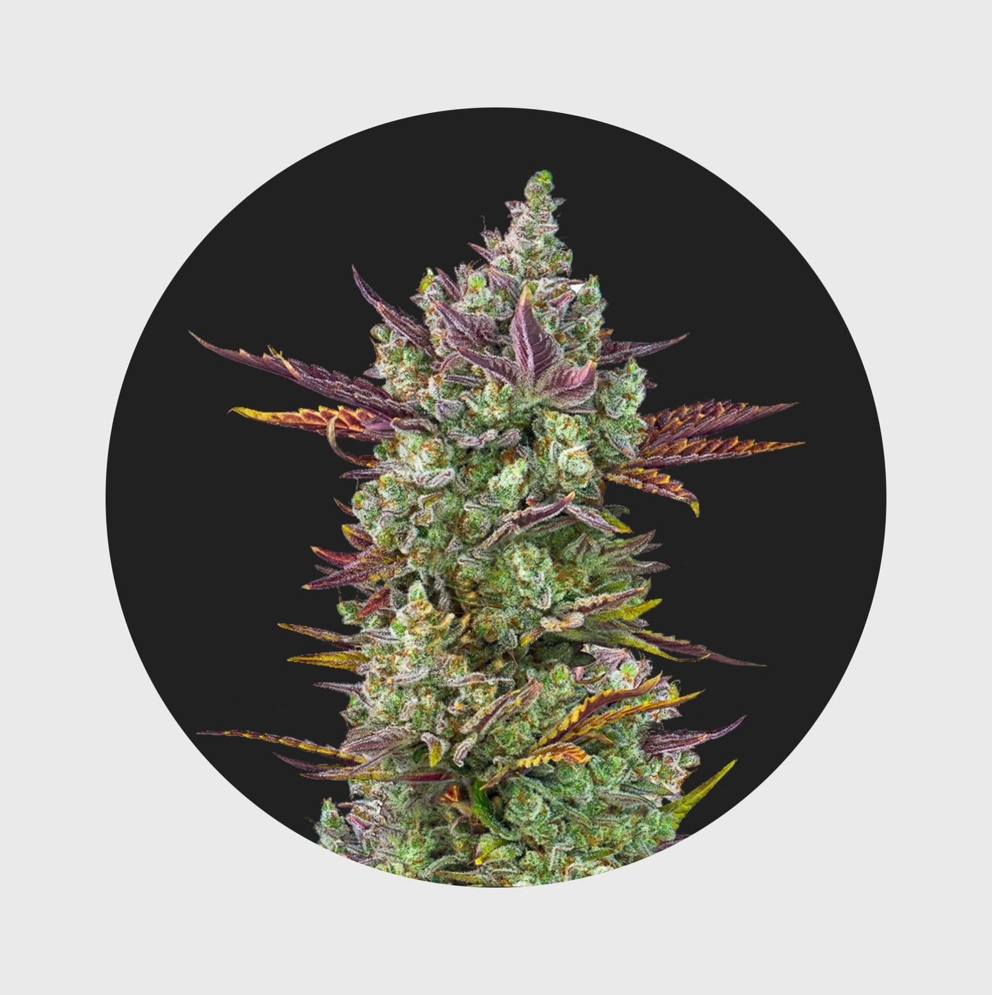 Cali Genetics Gorilla Glue 4 25% THC 🌱 full season - Happy420.de
