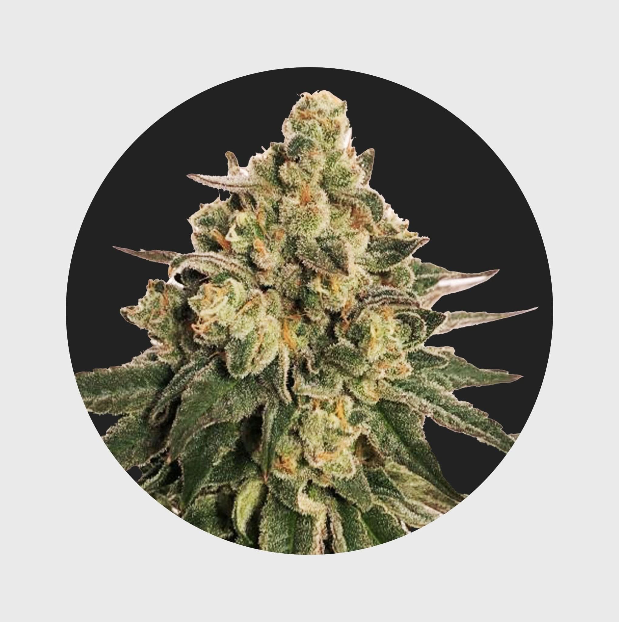 Cali Genetics MAC 20% THC 🌱 auto flower - Happy420.de
