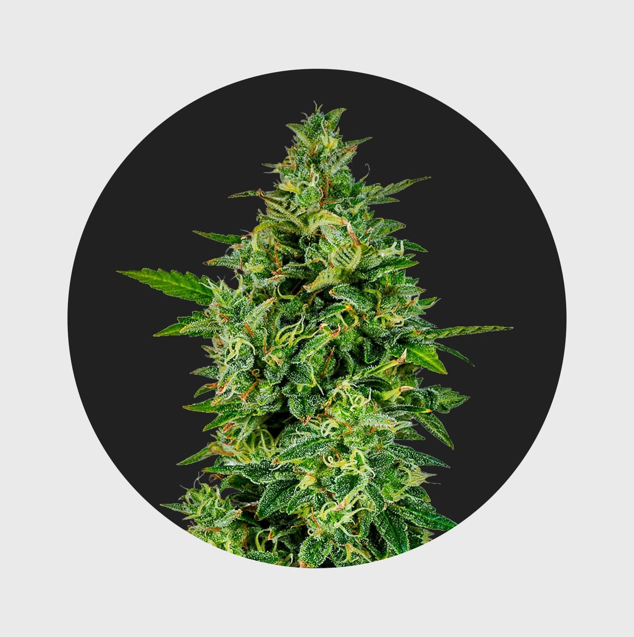 Cali Genetics OG Kush 23% THC 🌱 full season - Happy420.de