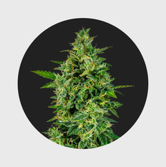 Cali Genetics OG Kush 23% THC 🌱 full season - Happy420.de