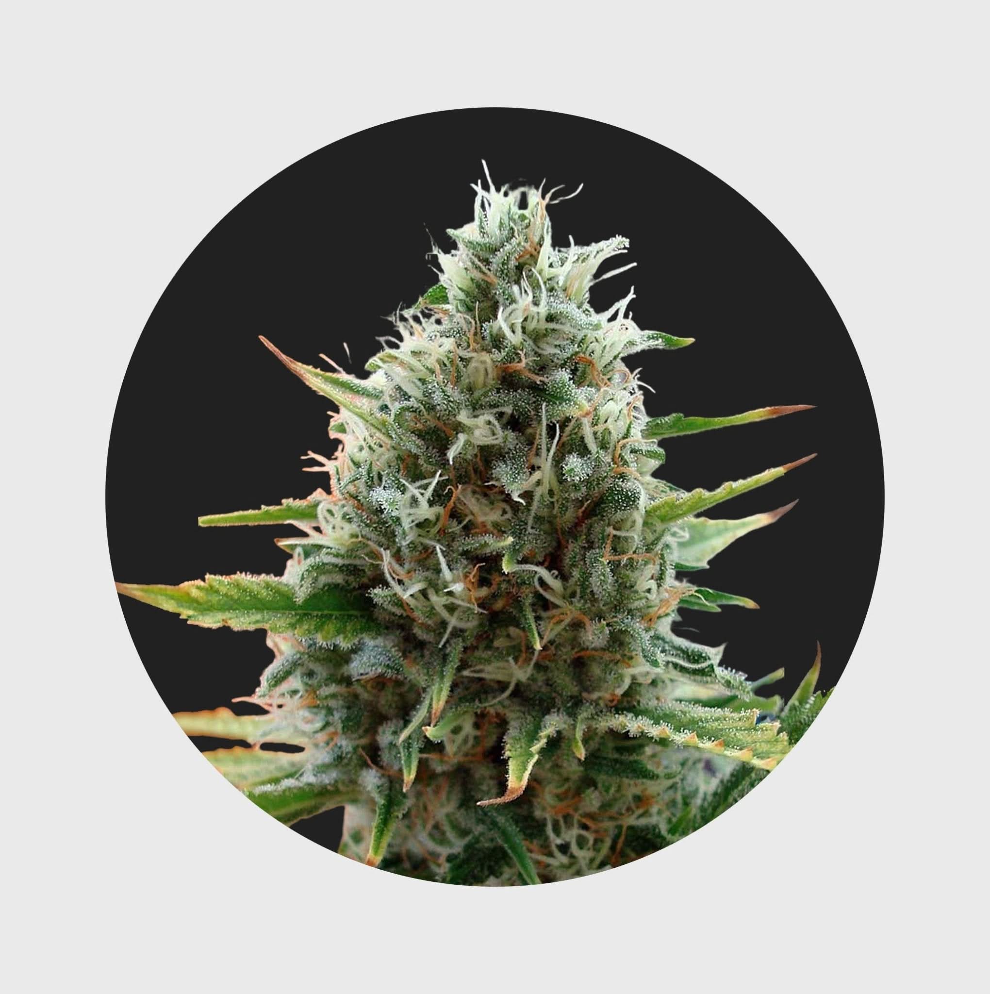 Cali Genetics Papaya 27% THC 🌱 fast flowering - Happy420.de