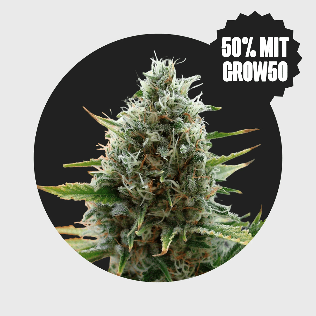 Cali Genetics Papaya 27% THC 🌱 fast flowering - Happy420.de