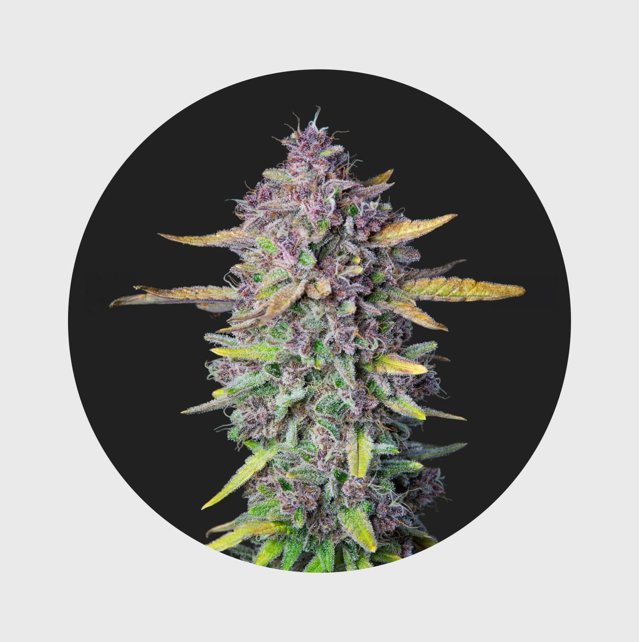 Cali Genetics Purple Milkshake 32,6% THC 🌱 - Happy420.de