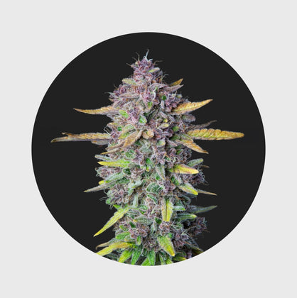 Cali Genetics Purple Milkshake 32,6% THC 🌱 - Happy420.de