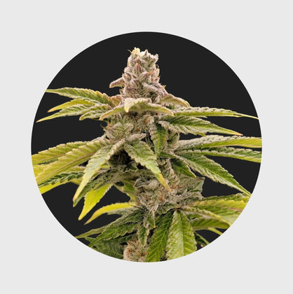 Cali Genetics Strawberry Guava 33% THC 🌱 fast flowering - Happy420.de