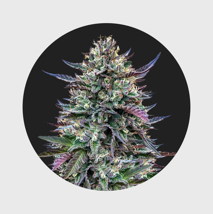 Legendary Cali Genetics Seeds Pinky420 32% THC 🌱 auto flowering - Happy420.de