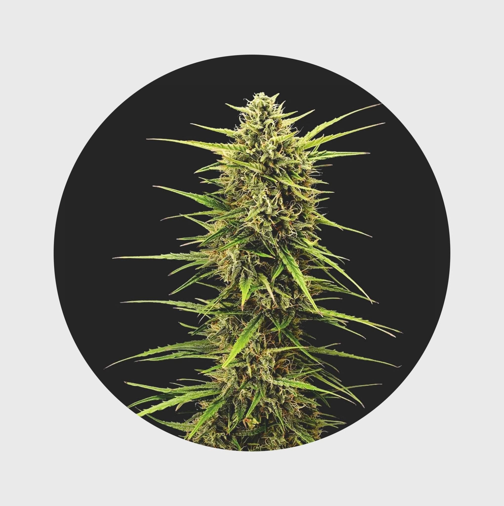 Legendary Cali Genetics Seeds Rainbow Apples 25% THC 🌱 full season - Happy420.de