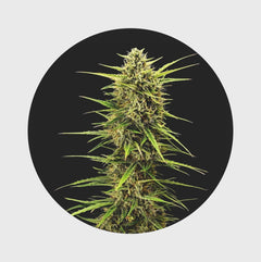 Legendary Cali Genetics Seeds Rainbow Apples 25% THC 🌱 full season - Happy420.de