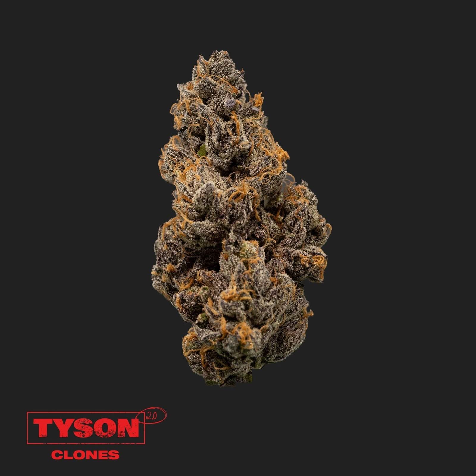 Tyson 2.0 Steckling - Knockout OG - Happy420.de