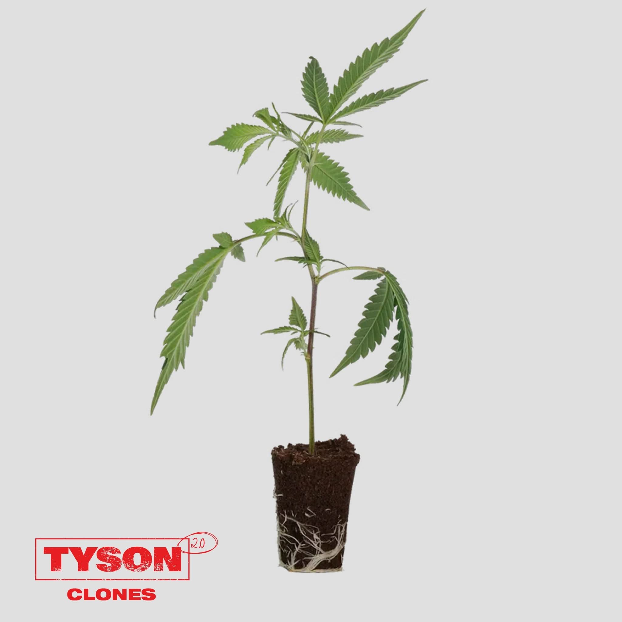 Tyson 2.0 Steckling - Knockout OG - Happy420.de
