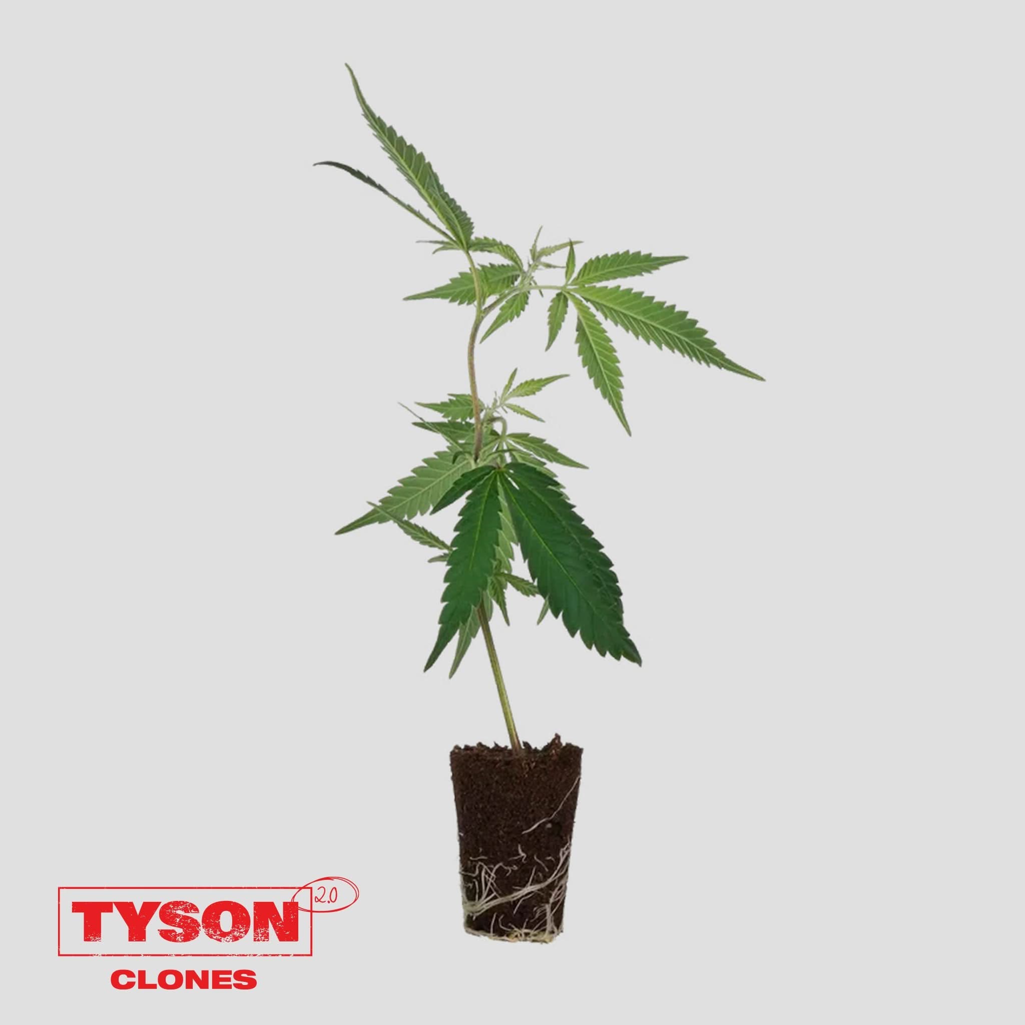 Tyson 2.0 - Tangie Hook - Happy420.de