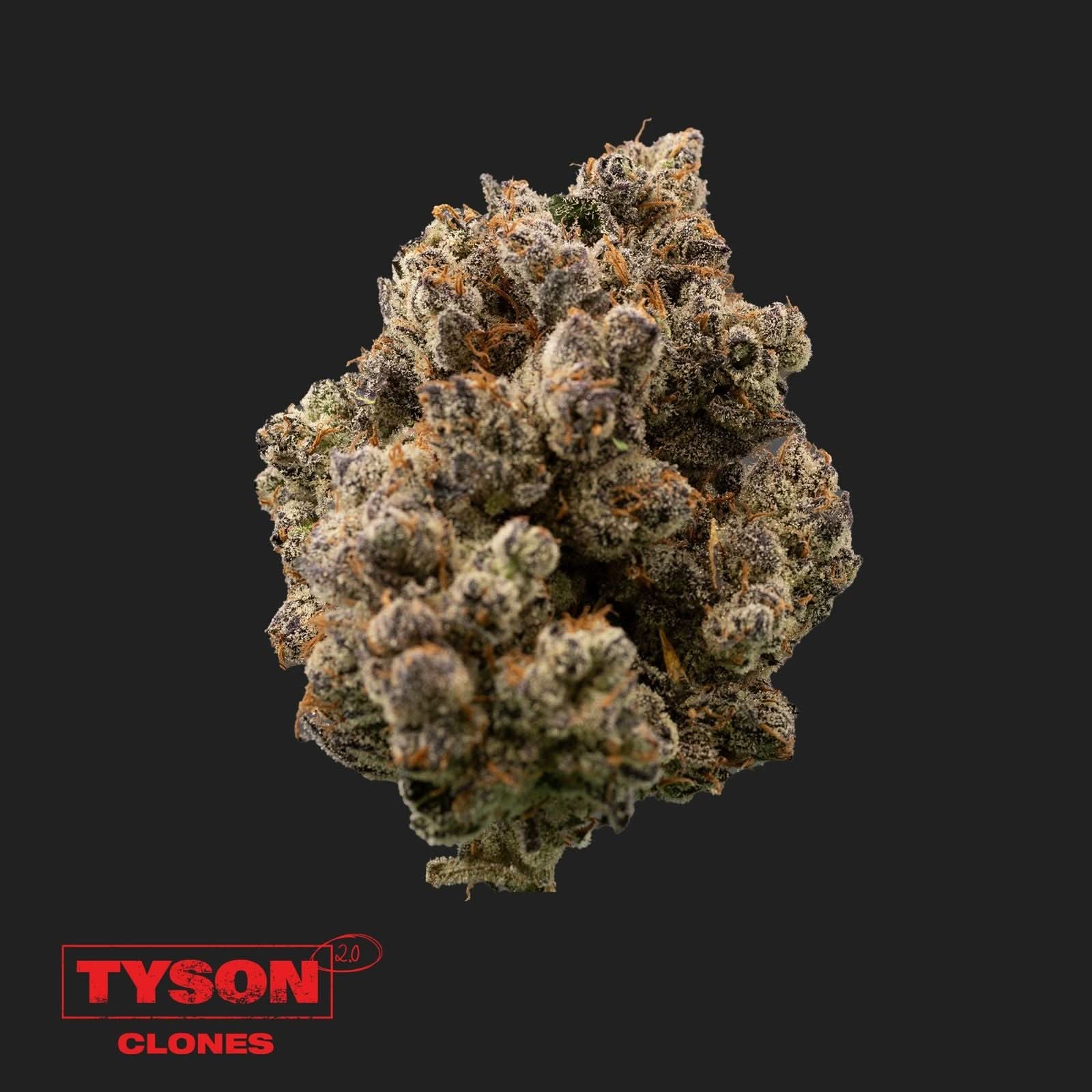 Tyson 2.0 - Tangie Hook - Happy420.de