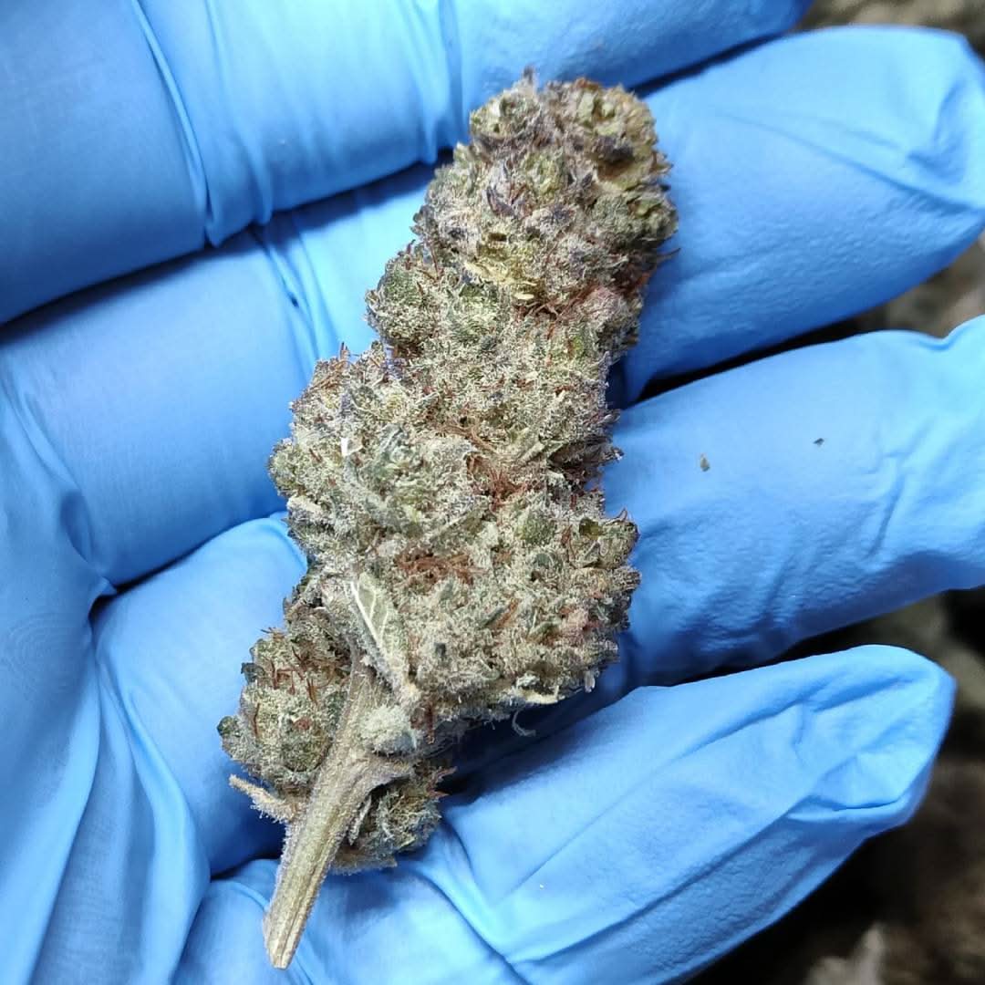 🌿 DASH 14% CBG by Marvin Game - Happy420.de