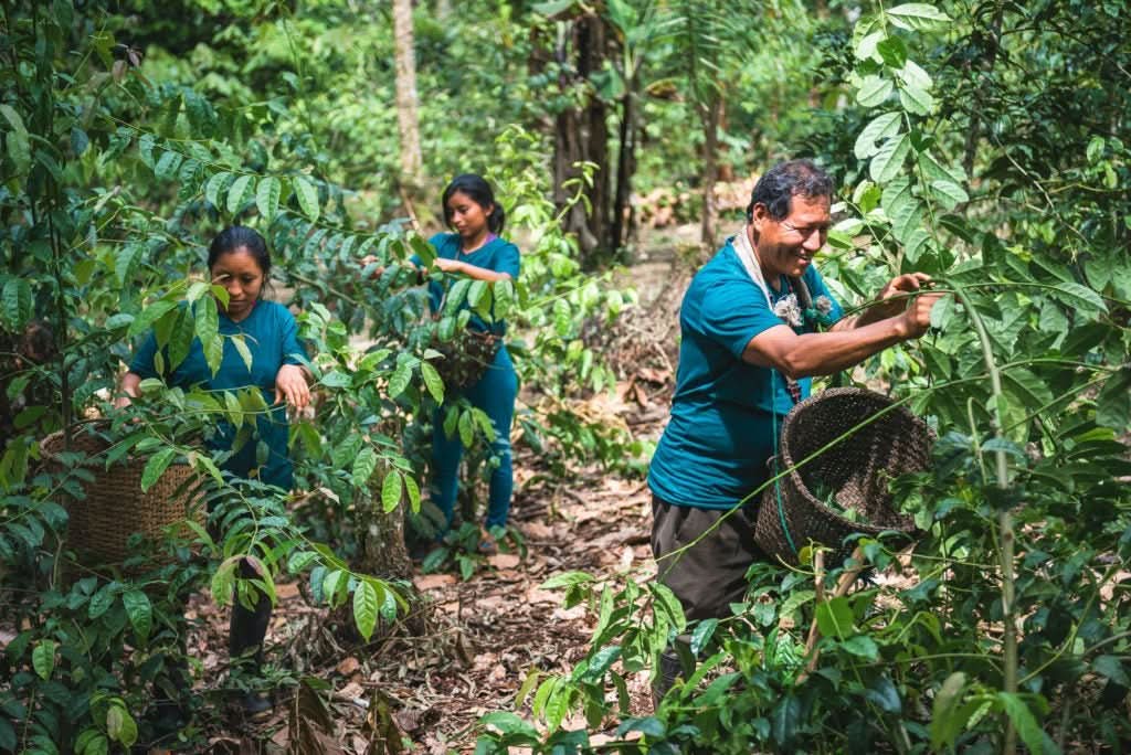 Guayusa Chai Tee - Würzige Energie aus der Natur - BIO - Happy420.de
