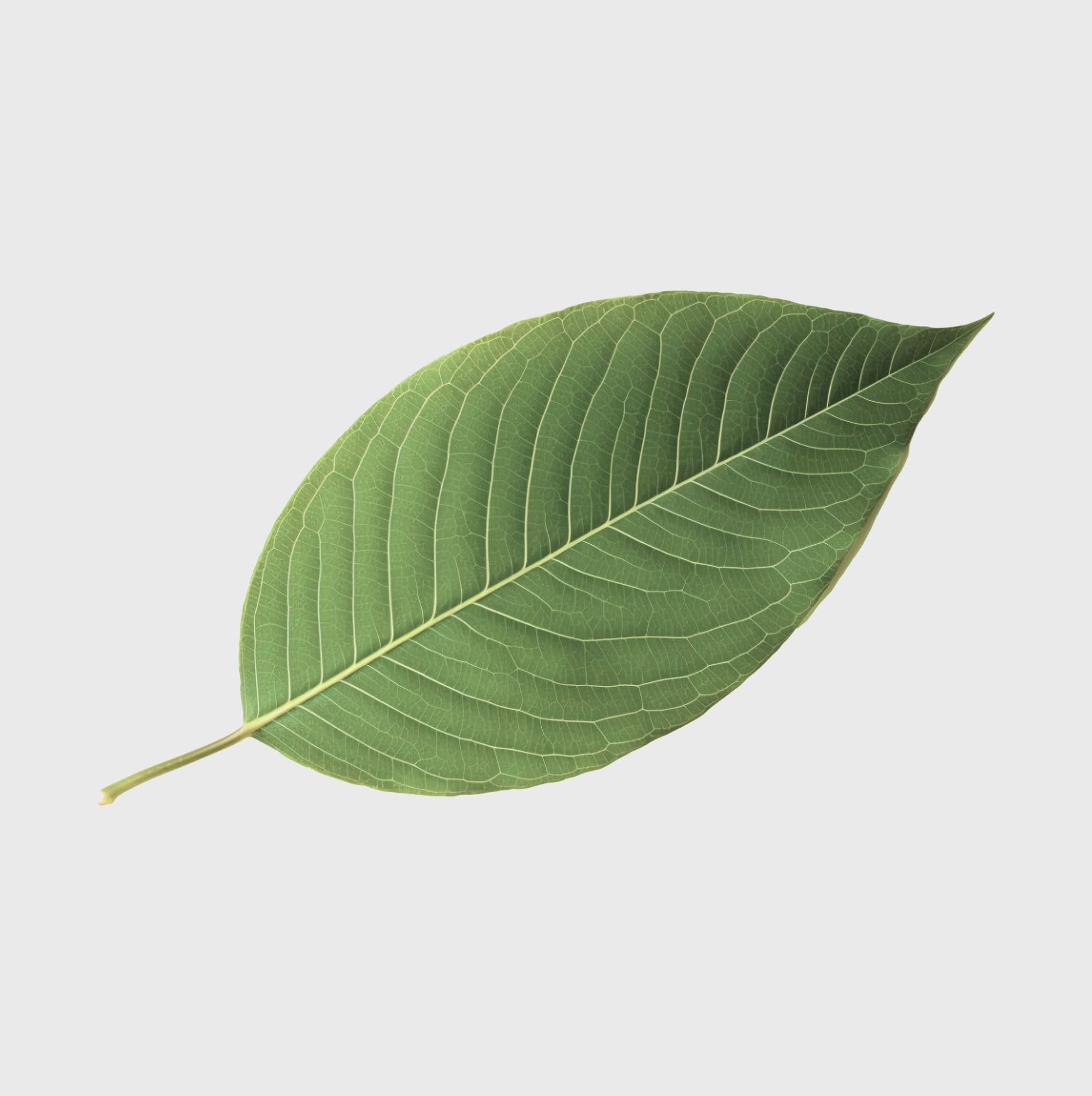 Kratom Karimun Supreme - Happy420.de